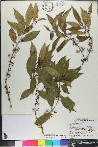 Miconia acuminoides image