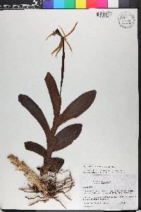 Epidendrum lacustre image