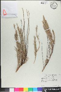 Artemisia rigida image