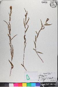 Ludwigia suffruticosa image