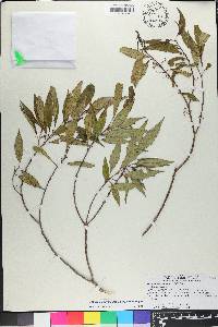 Miconia acuminoides image