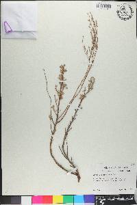 Artemisia arbuscula image