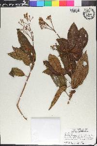 Miconia ferruginea image