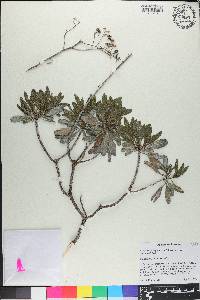 Chrysoma pauciflosculosa image