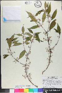Miconia acuminoides image