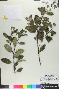 Meriania involucrata image