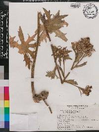 Psacalium peltatum var. adenophorum image