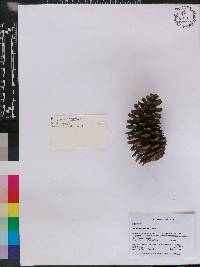 Pinus montezumae image