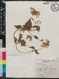 Mikania micrantha image