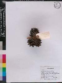 Pinus leiophylla image