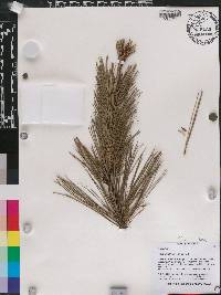 Pinus greggii image