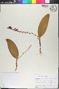 Stelis purpurea image