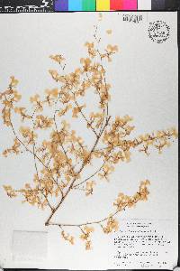 Oncidium nebulosum image