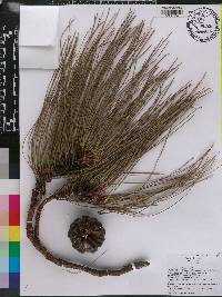 Pinus luzmariae image