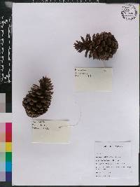 Pinus patula image