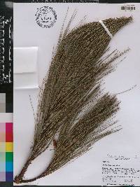 Pinus pseudostrobus image