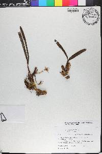 Maxillaria friedrichsthalii image