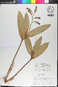 Prosthechea vespa image