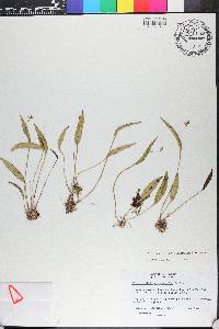 Pleurothallis eumecocaulon image