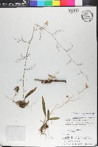 Oncidium bryolophotum image