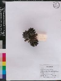 Pinus leiophylla image