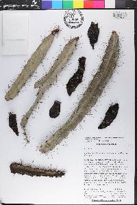 Leptocereus velozianus image