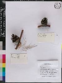 Pinus pringlei image