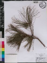 Pinus praetermissa image