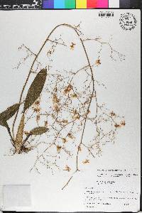 Oncidium bryolophotum image