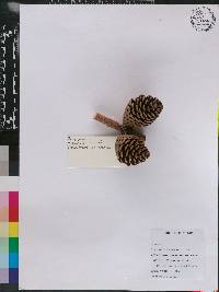 Pinus patula image