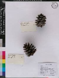 Pinus durangensis image