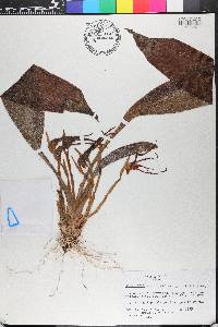 Maxillaria arachnitiflora image