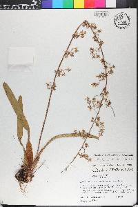 Oncidium parviflorum image