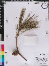 Pinus georginae image