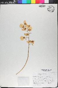 Oncidium cultratum image