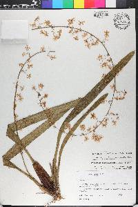 Oncidium parviflorum image