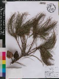 Pinus praetermissa image