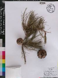 Pinus praetermissa image