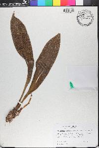 Maxillaria arachnitiflora image