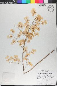 Oncidium nebulosum image