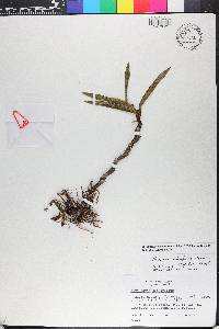 Maxillaria adendrobium image