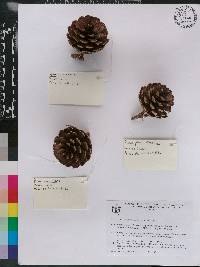 Pinus praetermissa image