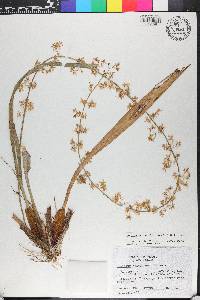 Oncidium parviflorum image