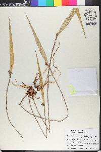 Myoxanthus hirsuticaulis image
