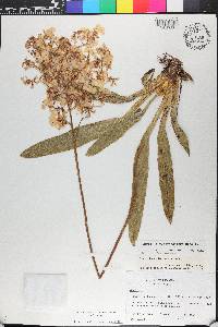 Oncidium nebulosum image