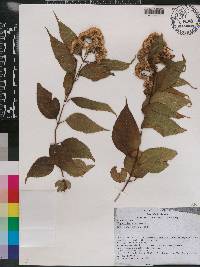 Eupatorium areolare image