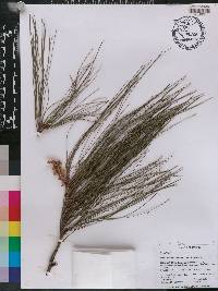 Pinus patula image