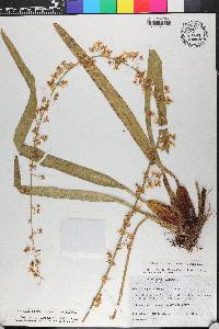 Oncidium parviflorum image