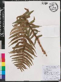 Dryopteris wallichiana image