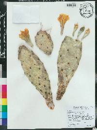 Opuntia mesacantha subsp. mesacantha image